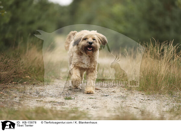 Tibet Terrier / Tibet Terrier / KB-15878