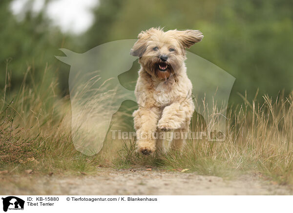 Tibet Terrier / Tibet Terrier / KB-15880