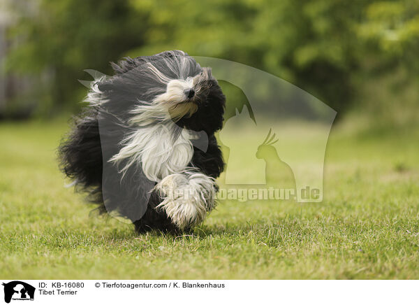 Tibet Terrier / Tibet Terrier / KB-16080