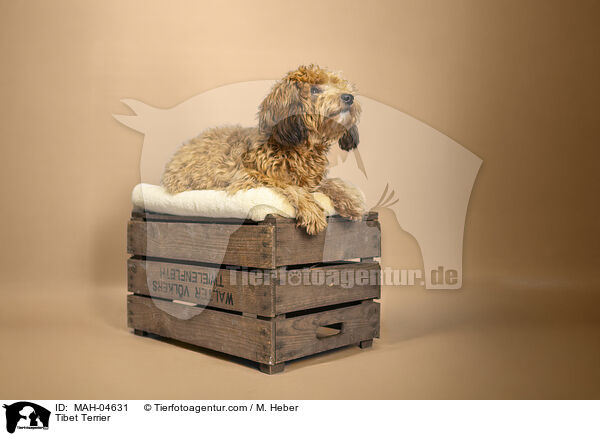 Tibet Terrier / Tibet Terrier / MAH-04631