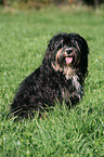 Tibet Terrier on meadow