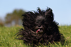 running Tibet-Terrier