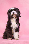 TibetanTerrier