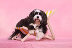 TibetanTerrier