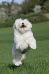 Tibetan Terrier