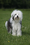 standing Tibetan Terrier