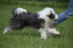 running Tibetan Terrier