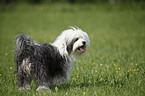 standing Tibetan Terrier