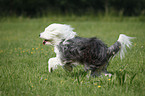 running Tibetan Terrier