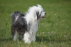 standing Tibetan Terrier