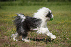 running Tibetan Terrier