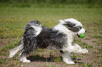 running Tibetan Terrier