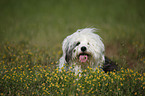 lying Tibetan Terrier