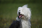 Tibetan Terrier Portrait