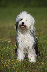 sitting Tibetan Terrier