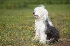 sitting Tibetan Terrier