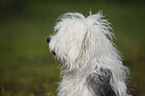 Tibetan Terrier Portrait