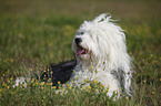 lying Tibetan Terrier