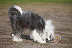 tibetan terrier