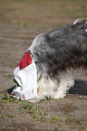 tibetan terrier