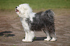 standing Tibetan Terrier