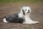 lying Tibetan Terrier