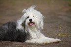 lying Tibetan Terrier