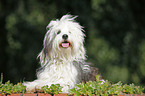 lying Tibetan Terrier