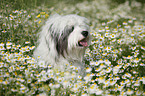 Tibetan Terrier Portrait