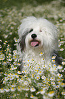 Tibetan Terrier Portrait