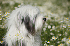 Tibetan Terrier Portrait