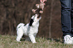 Tibet-Terrier Puppy