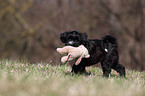 Tibet-Terrier Puppy