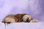 lying Tibetan Terrier