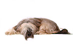 lying Tibetan Terrier