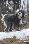 Tibetan Terrier in snow