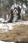 Tibetan Terrier in snow