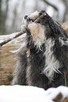 Tibetan Terrier in snow