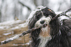 Tibetan Terrier in snow