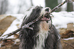 Tibetan Terrier in snow