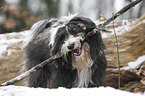 Tibetan Terrier in snow