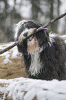 Tibetan Terrier in snow