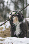 Tibetan Terrier in snow