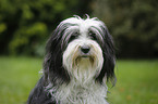 Tibetan Terrier Portrait