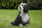 sitting Tibetan Terrier