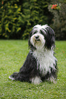 sitting Tibetan Terrier