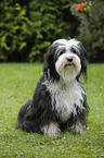 sitting Tibetan Terrier