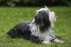 lying Tibetan Terrier