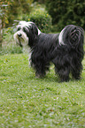 Tibetan Terrier