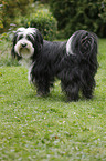 Tibetan Terrier